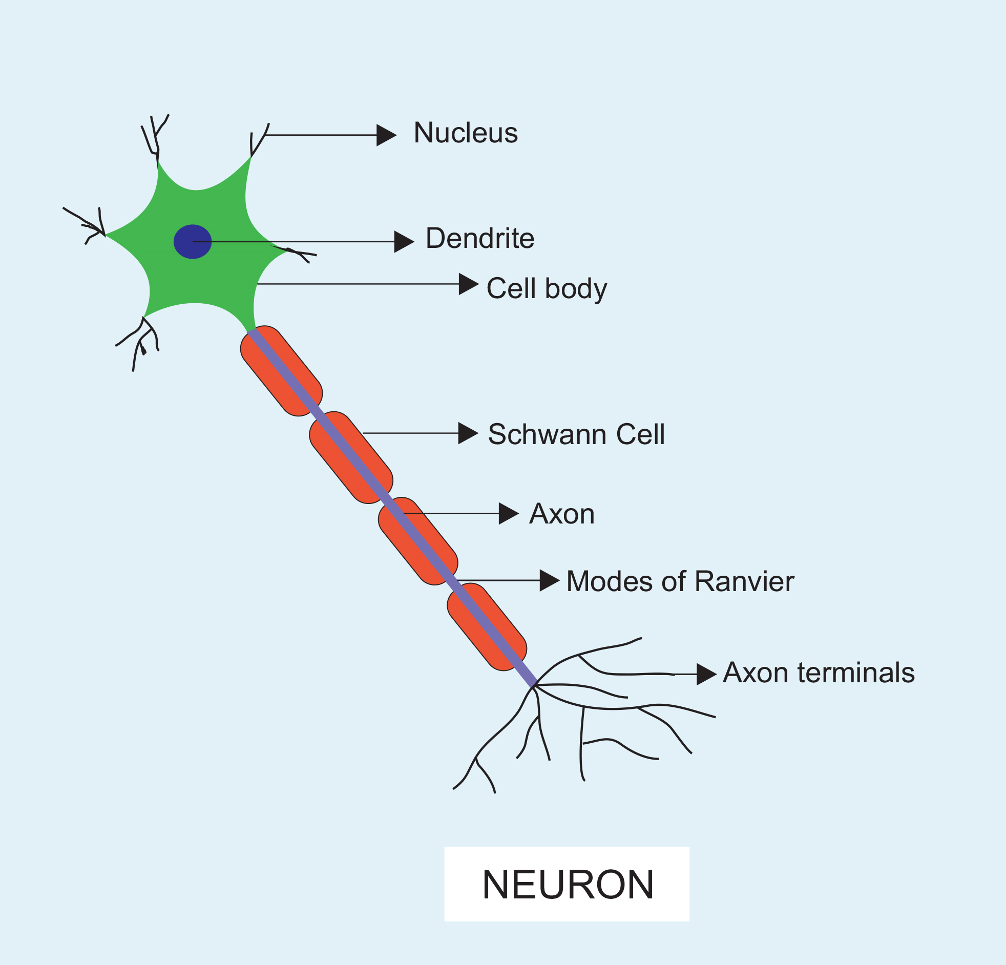 Draw A Labelled Diagram Of A Neuron Biology Q A The Best Porn Website