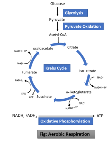 The Intermediate Between Glycolysis And Tca Cycle Is Class Biology Cbse