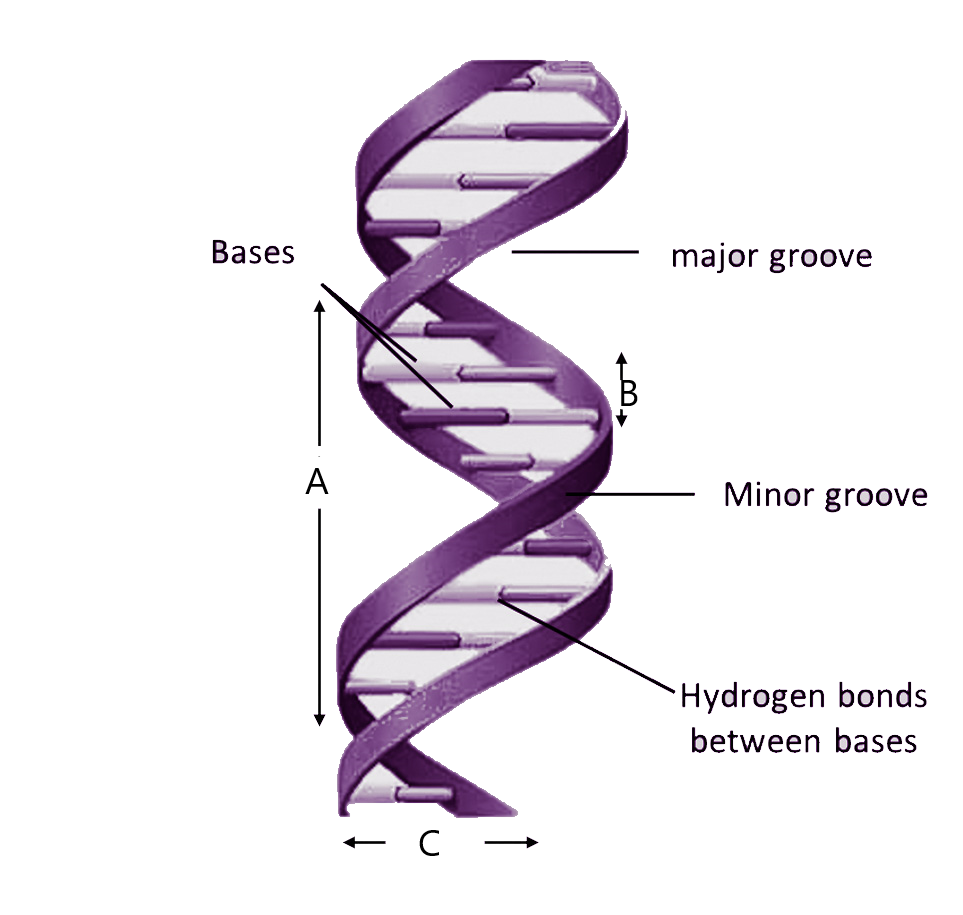 Given The Figure Represents The DNA Double Helix Model Proposed By