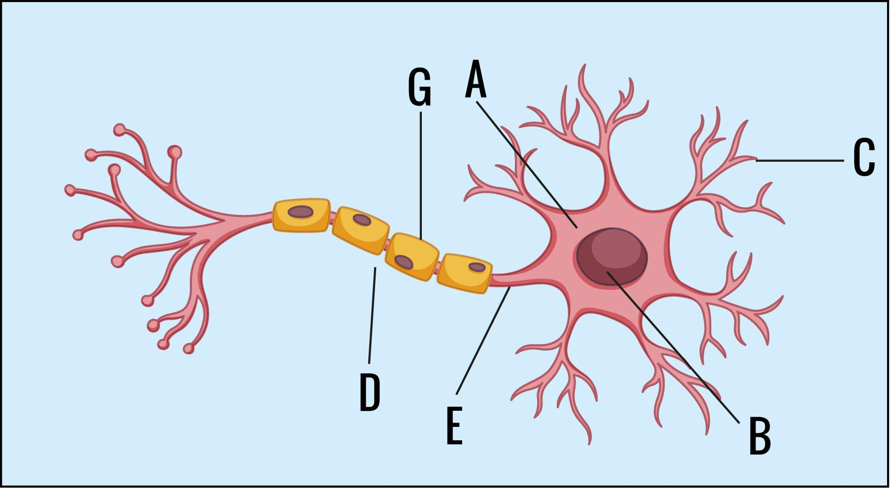 Draw A Neat Labelled Diagram Of Multipolar Myelinated Neuron Porn Sex Picture