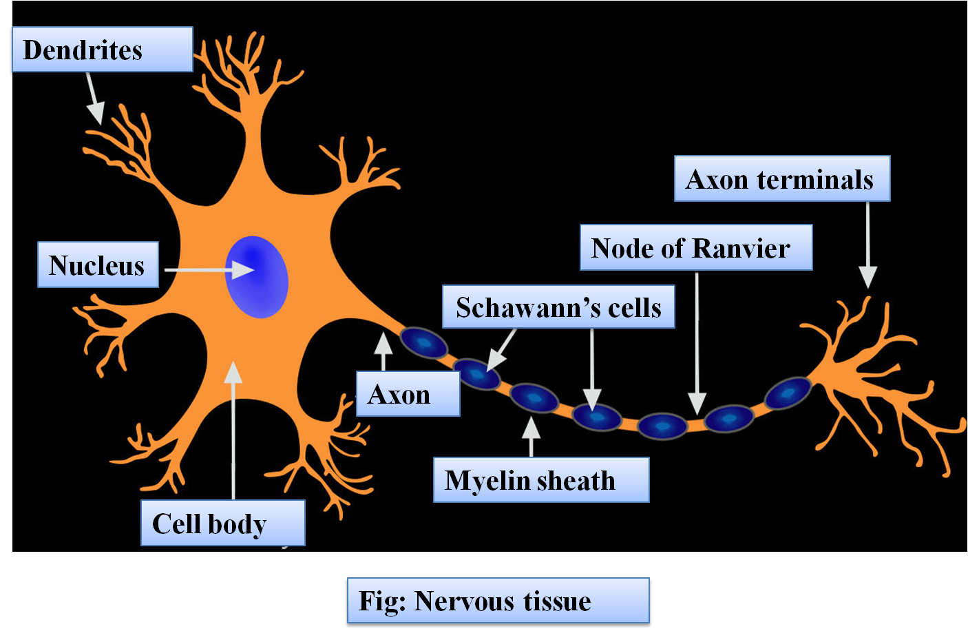Structure Of Neurons Hot Sex Picture