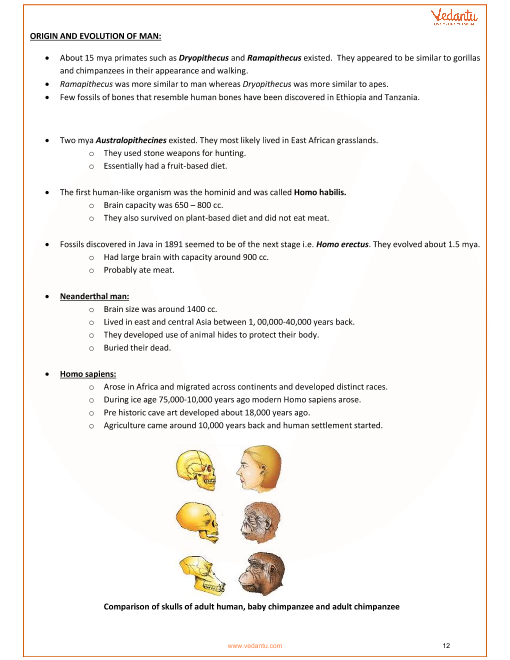 Human Evolution Chart Pdf