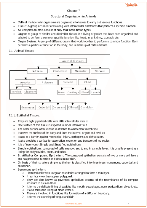 Flow Chart Of Animal Tissue Class 9