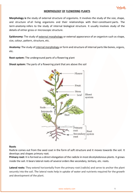 Plant Classification Chart Pdf