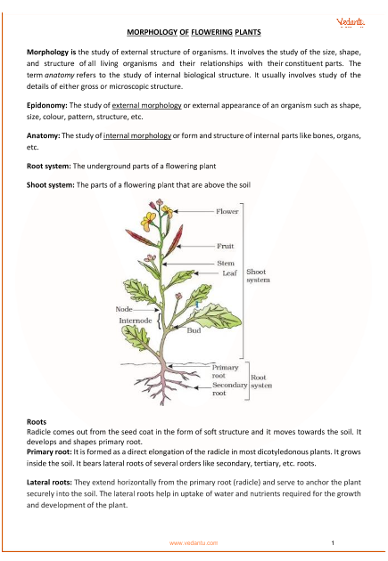 Morphology Development Chart