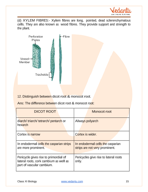 Difference Between Monocot Root And Dicot Root Pdf - Infoupdate.org