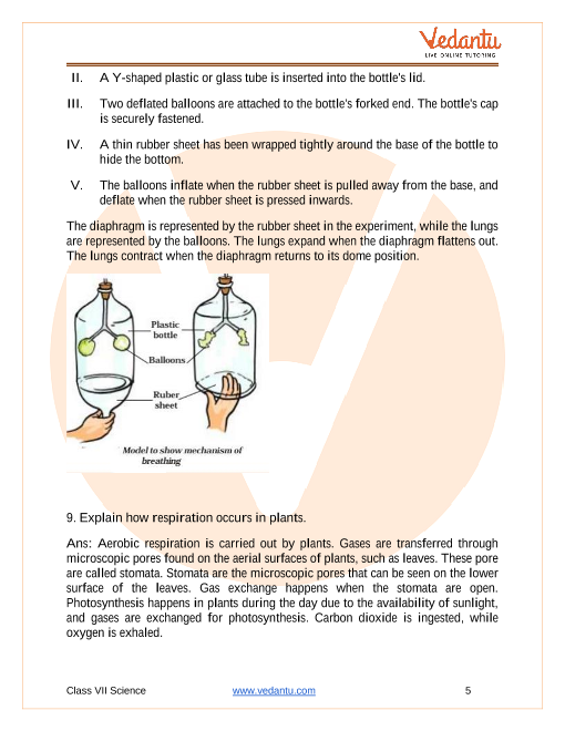 Important Questions for CBSE Class 7 Science Chapter 10 - Respiration in  Organism