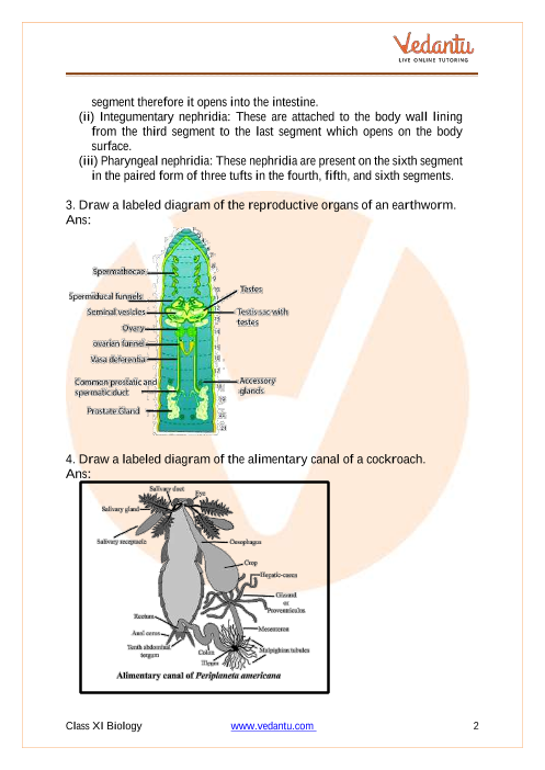 NCERT Solutions Class 11 Biology Chapter 7 Structural Organisation in  Animals