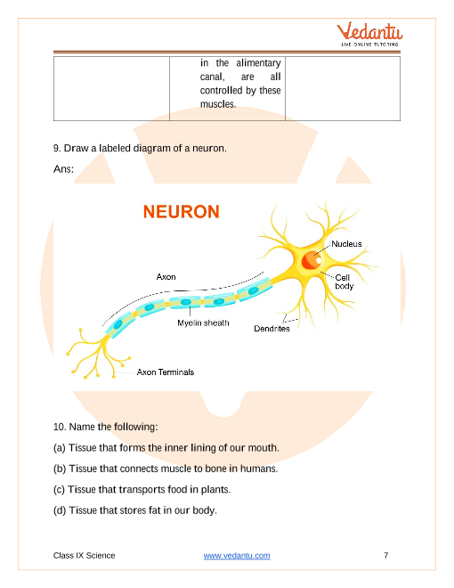 NCERT Solutions of Chapter 6 - Tissues (CBSE Class 9 Science)