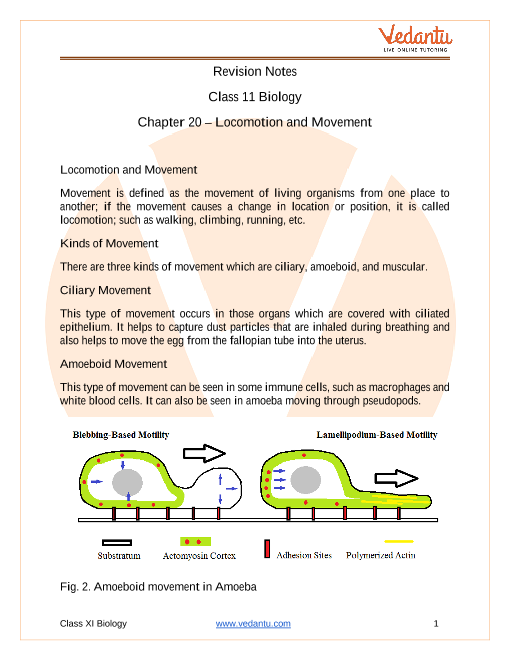 Locomotion and Movement Class 11 Notes CBSE Biology Chapter 20 [PDF]