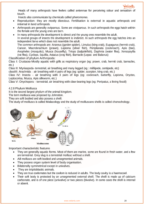 Animal Kingdom Revision Notes|Class 11 Biology Chapter 4