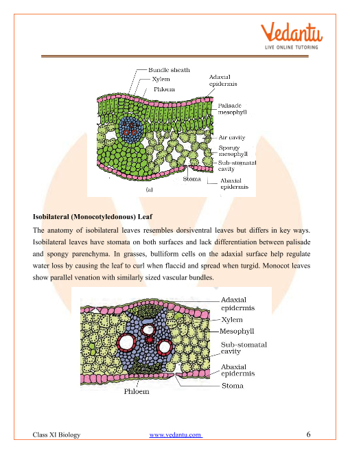 Cbse Class 11 Biology Chapter 6 Anatomy Of Flowering Plants Revision Notes