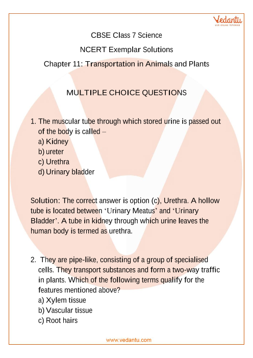 NCERT Exemplar Class 7 Science Solutions Chapter 11 Transportation in  Animals and Plants