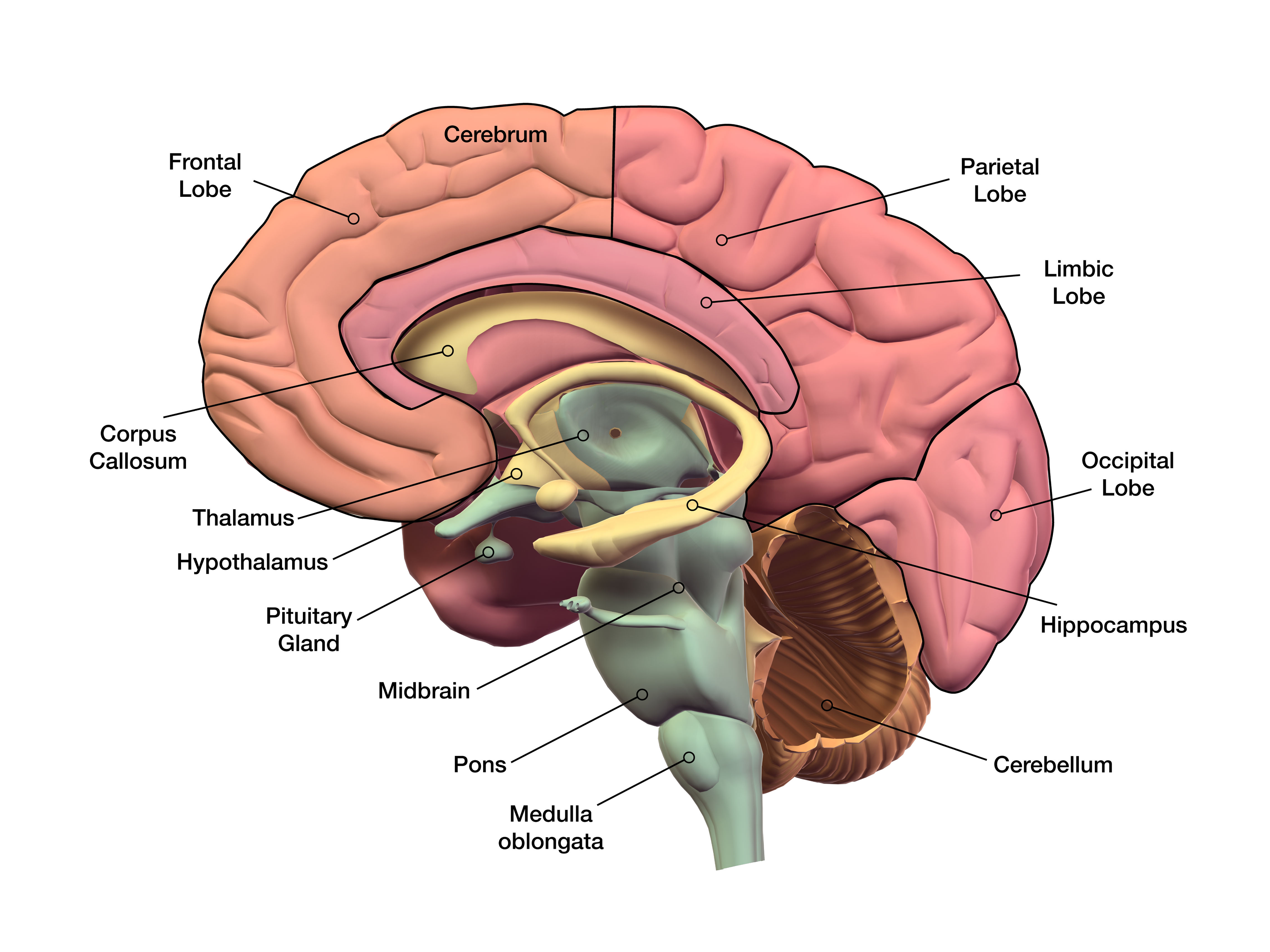Draw A Well Labelled Diagram Of The Human Brain Class 12 Biology CBSE