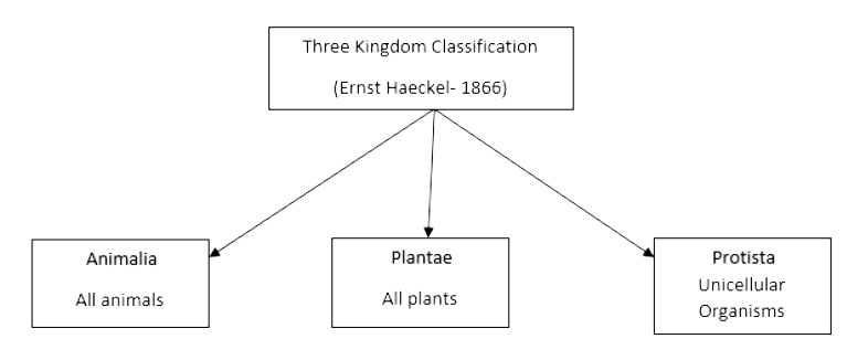 Which are the three kingdoms put forth by Ernst Haeckel to classify living  organisms?