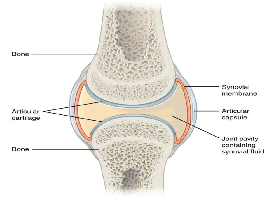 Describe A Typical Synovial Joint With A Neat Labeled Diagram