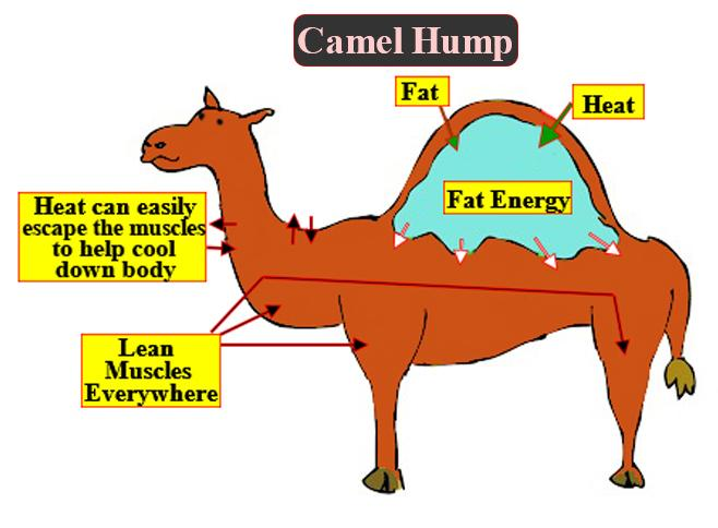 Answer the following question:Why are the camels called the “ship of the  desert”?