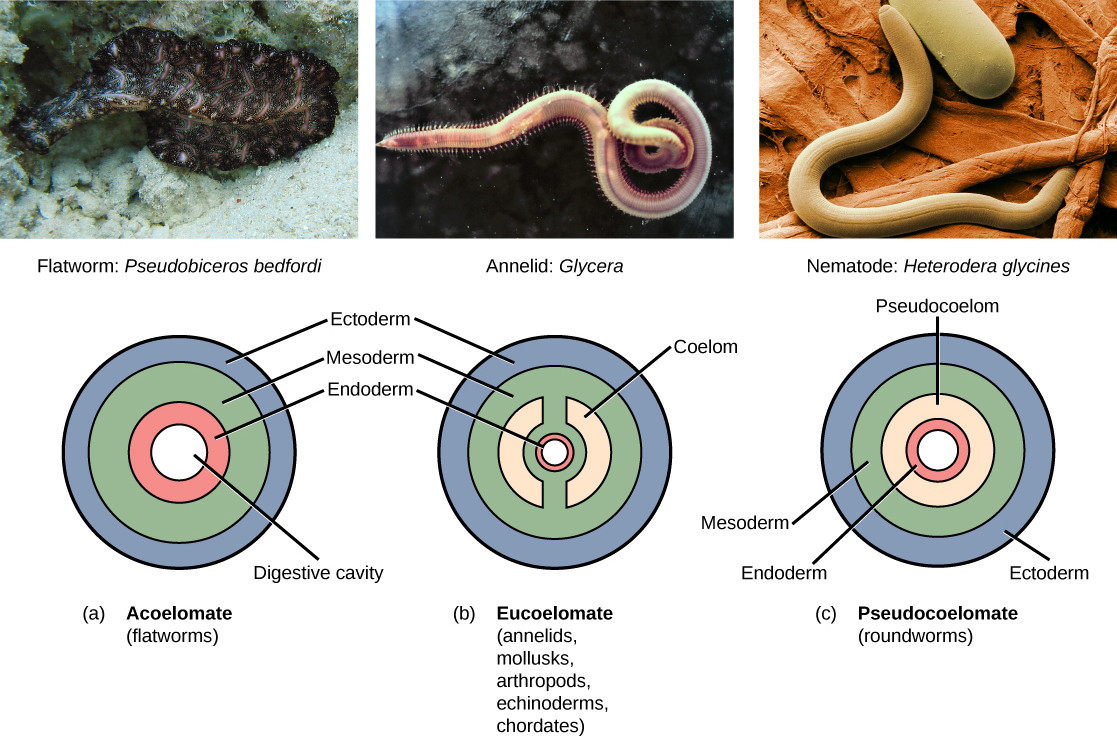 In which group of animals, coelom is filled with blood?A) ArthropodaB)  AnnelidaC) NematodaD) Echinodermata