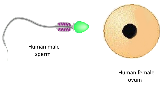 Differentiate between male and female gametes.
