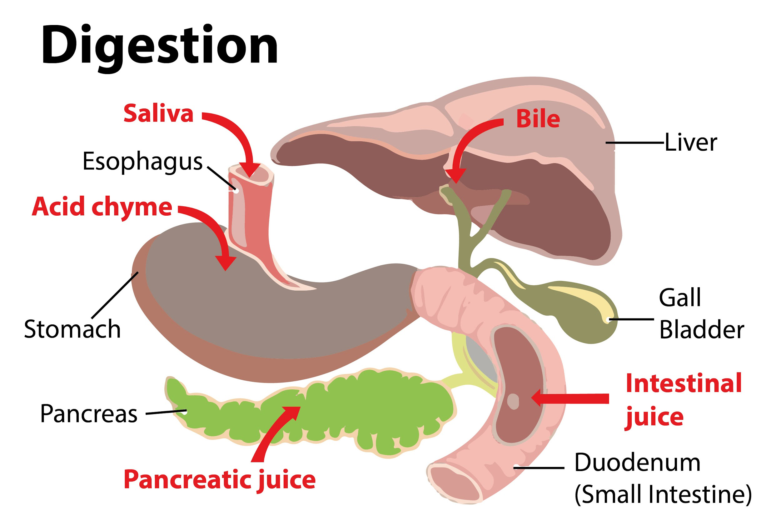 Digestion And Absorption Digestive System Digestion Of Nucleic Acid ...