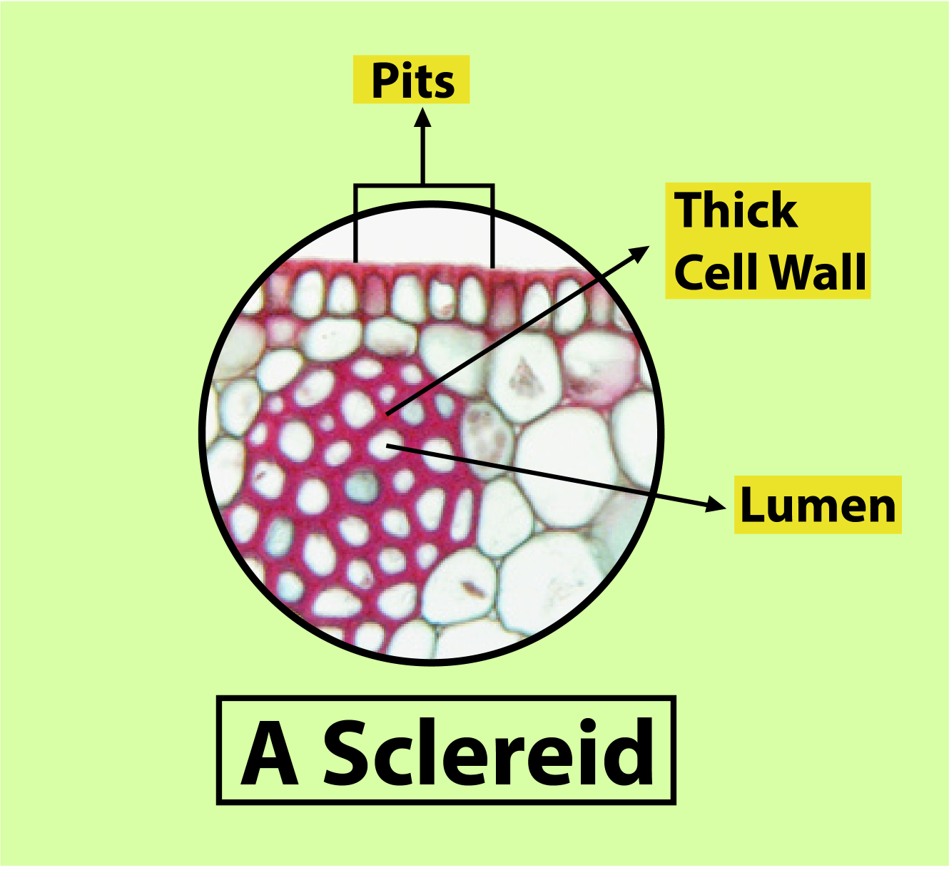 Sclerenchyma Tissue Structure