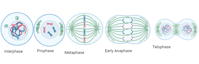 each phase of mitosis