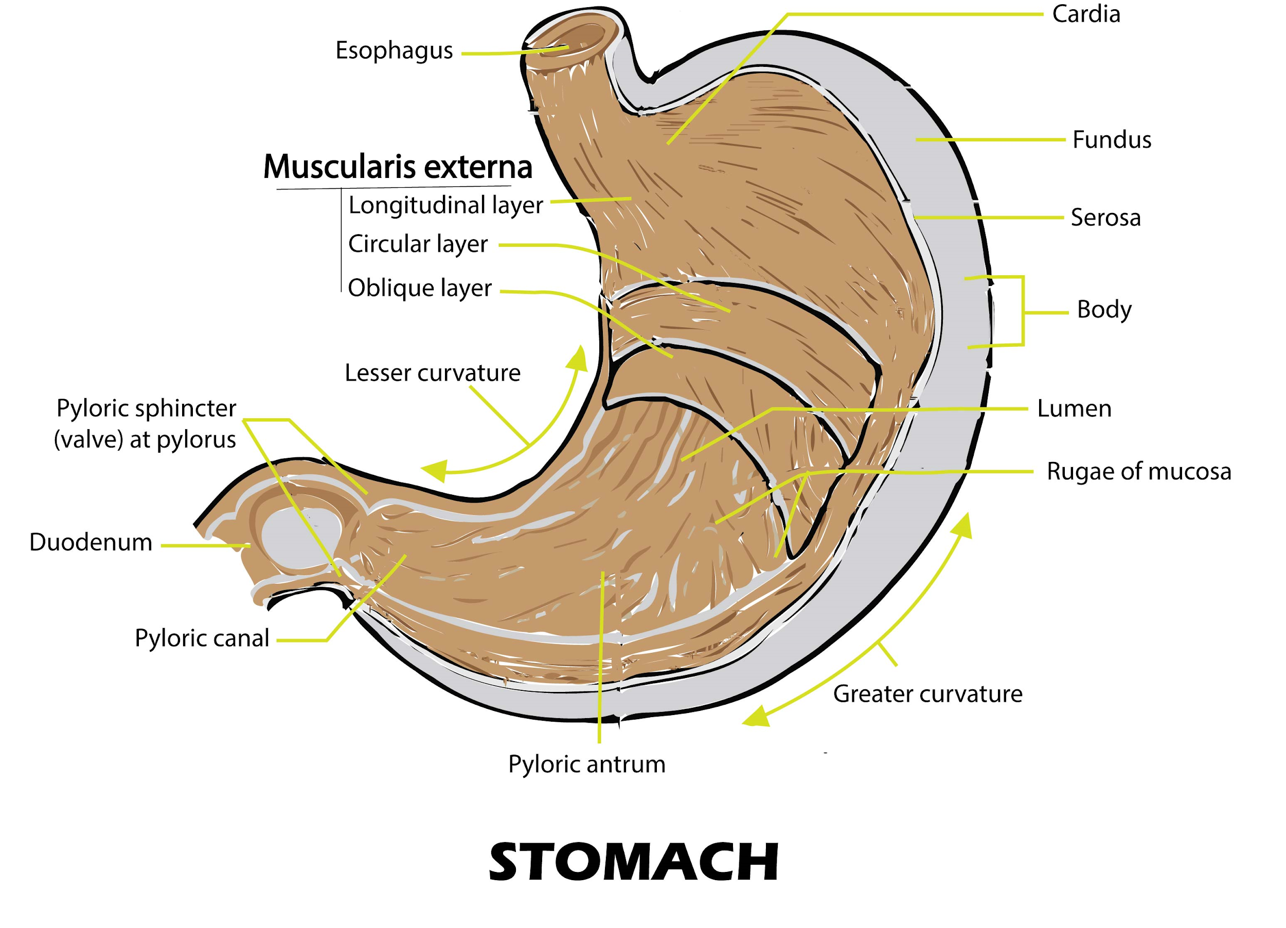 Stomach And Bowel Diagram Stomach Anatomy CASZ Stomach And Bowel Diagram Stomach Anatomy CASZ