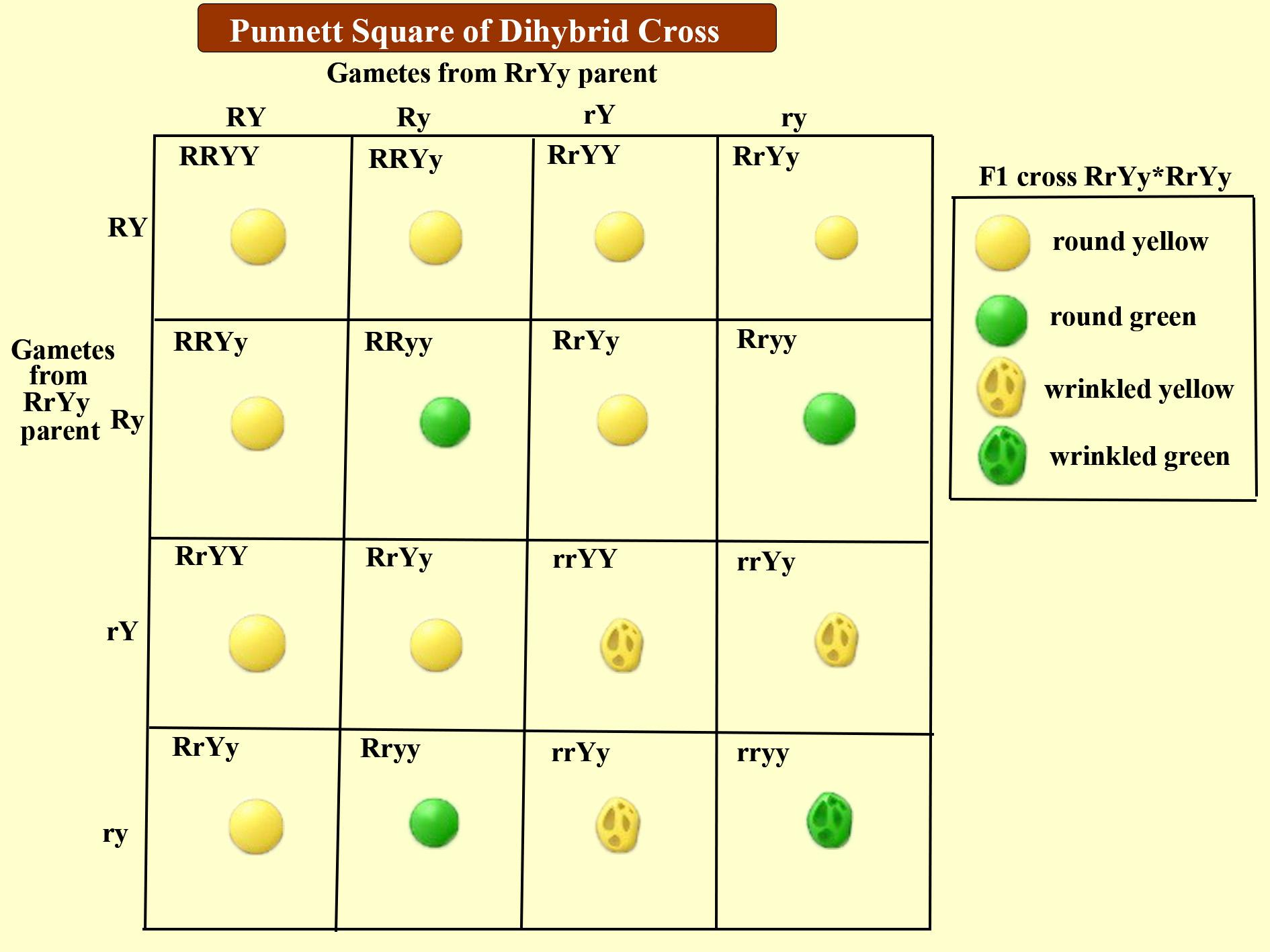 Independent Assortment Punnett Square