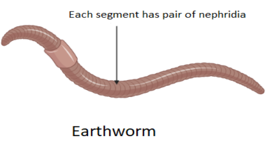 Earthworm belongs toA. MolluscaB. PoriferaC. AnnelidaD. Arthropoda