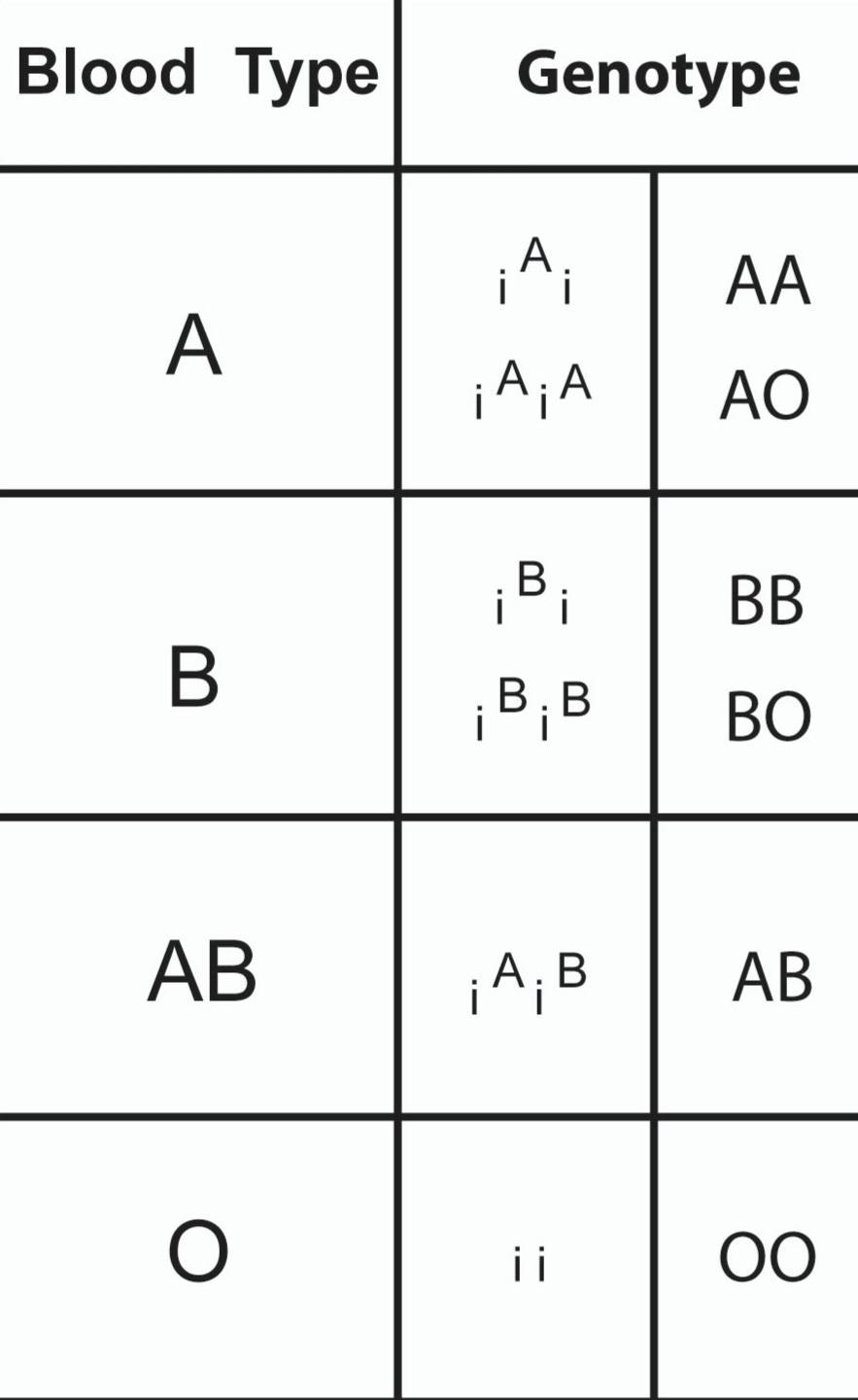 What Are The multiple alleles Give Examples 