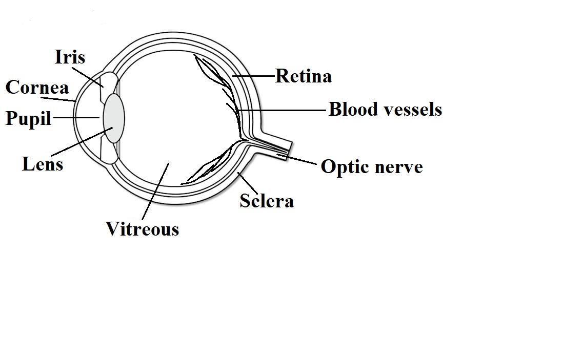 How To Draw A Human Eye