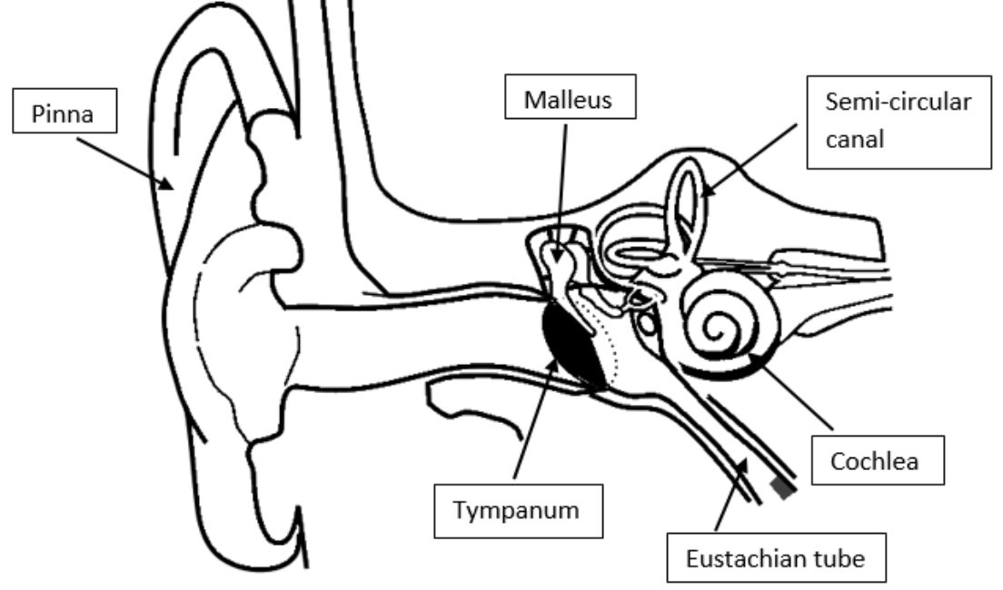 DRAW IT NEAT: How to draw internal structure of ear