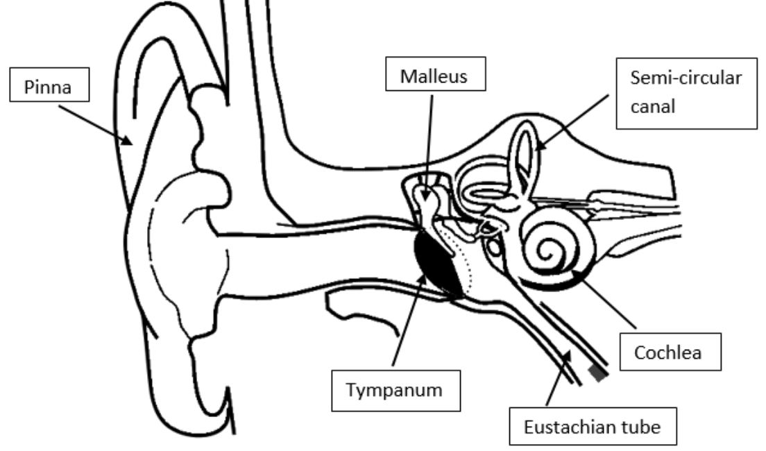 how to draw a human ear