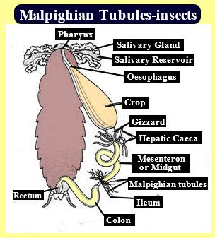 Malpighian tubules are(a)Excretory organs of insects.(b)Excretory ...