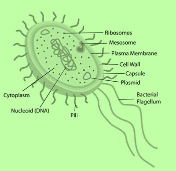 Genetic material of the prokaryotic cell is a Nonhistoric class 9