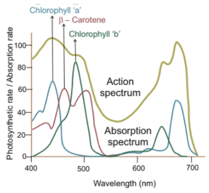 The red and green lines in the graph shown below indicate the action spectra  for chlorophyll pigment molecules during photosynthesis. The black line in  the graph below shows the absorption spectrum for
