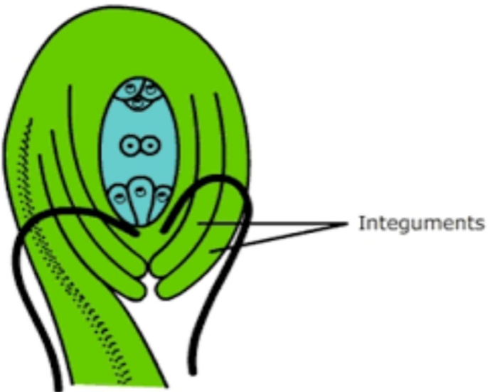 In mesogamy pollen tube enters the ovule through A class 11 biology CBSE