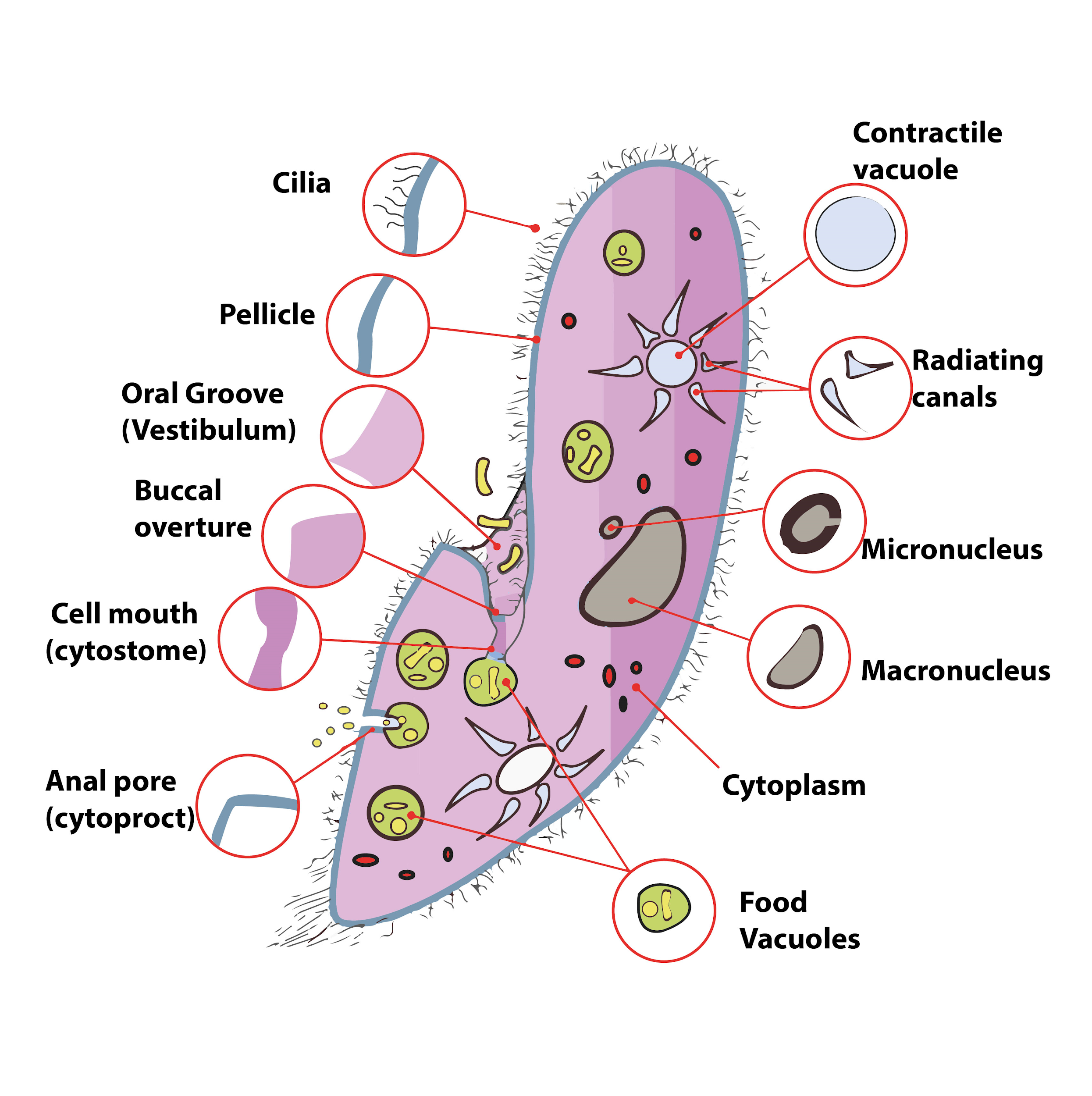 This diagram belongs to a protozoan This organism belongs class 11