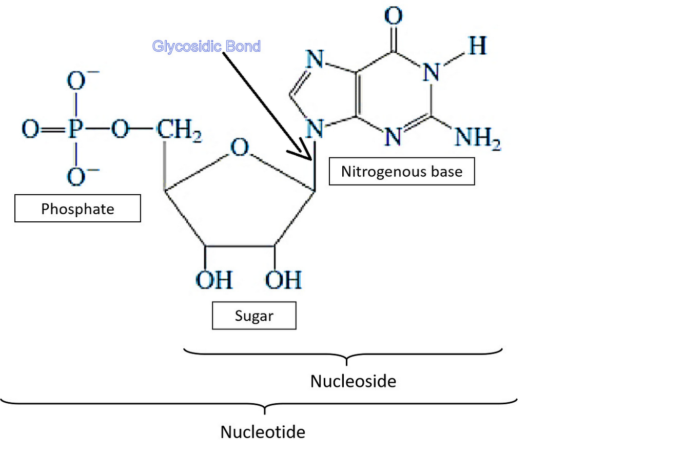 Glycosidic Bond Exists In Dna Molecule Between A Sugar And Phosphate B