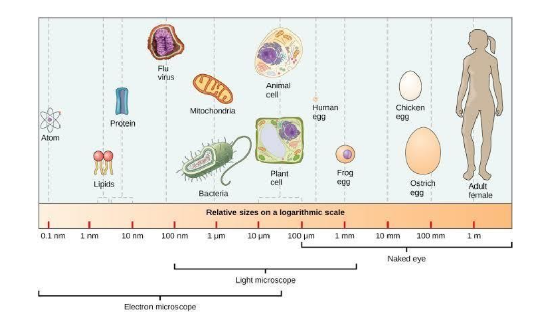 bacteria sizes