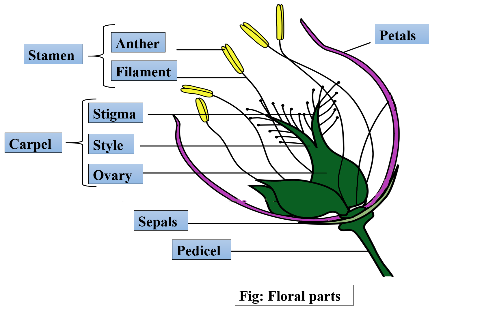 The Main Role Of The Flower Is Toaproduce Offspringbproduce