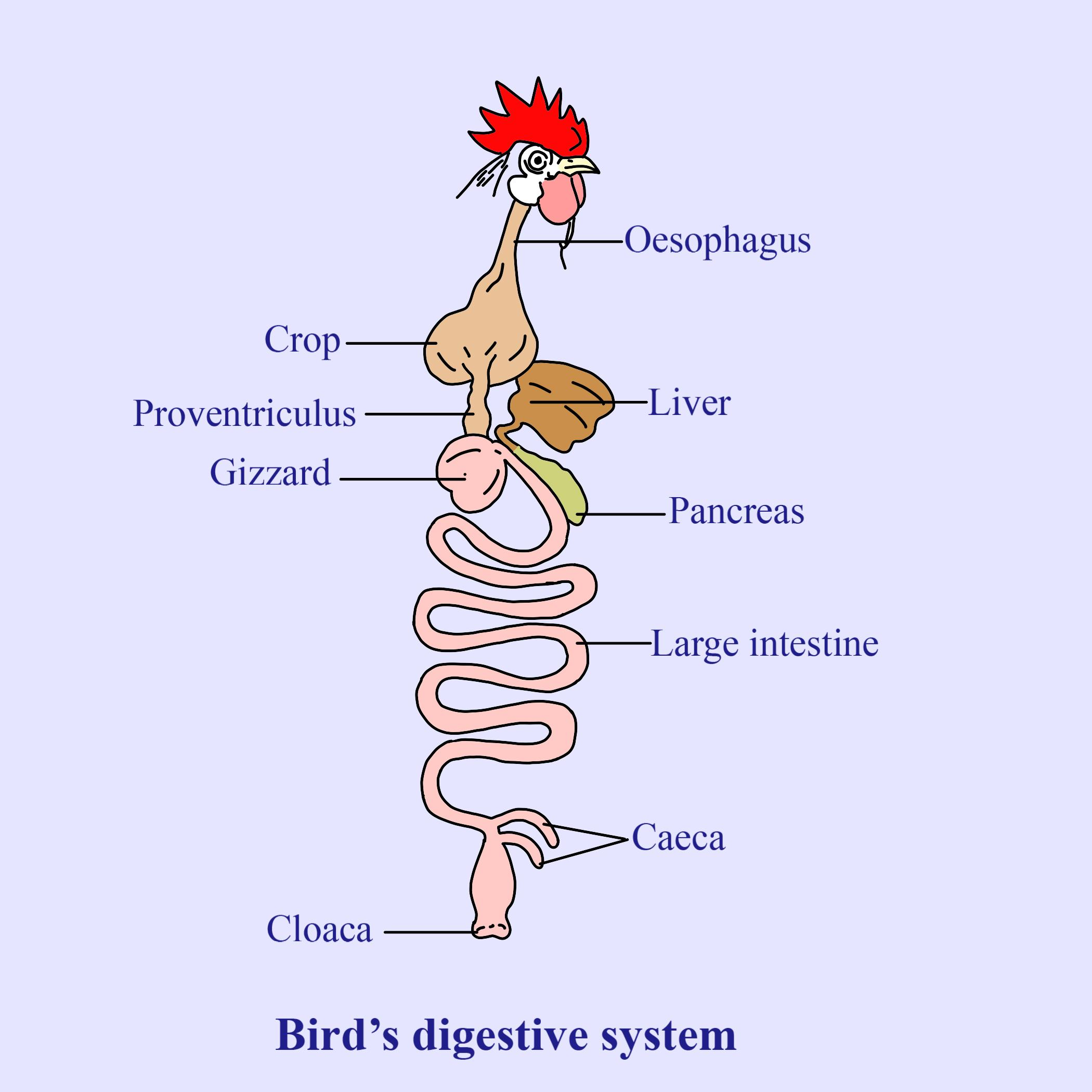 Digestive System Of A Bird
