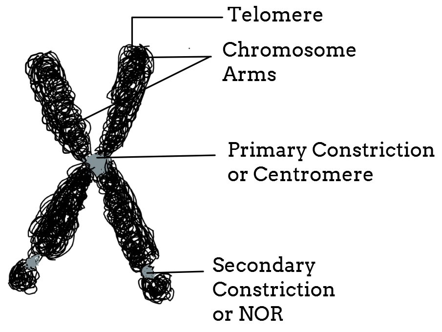 what are two parts of a chromosome