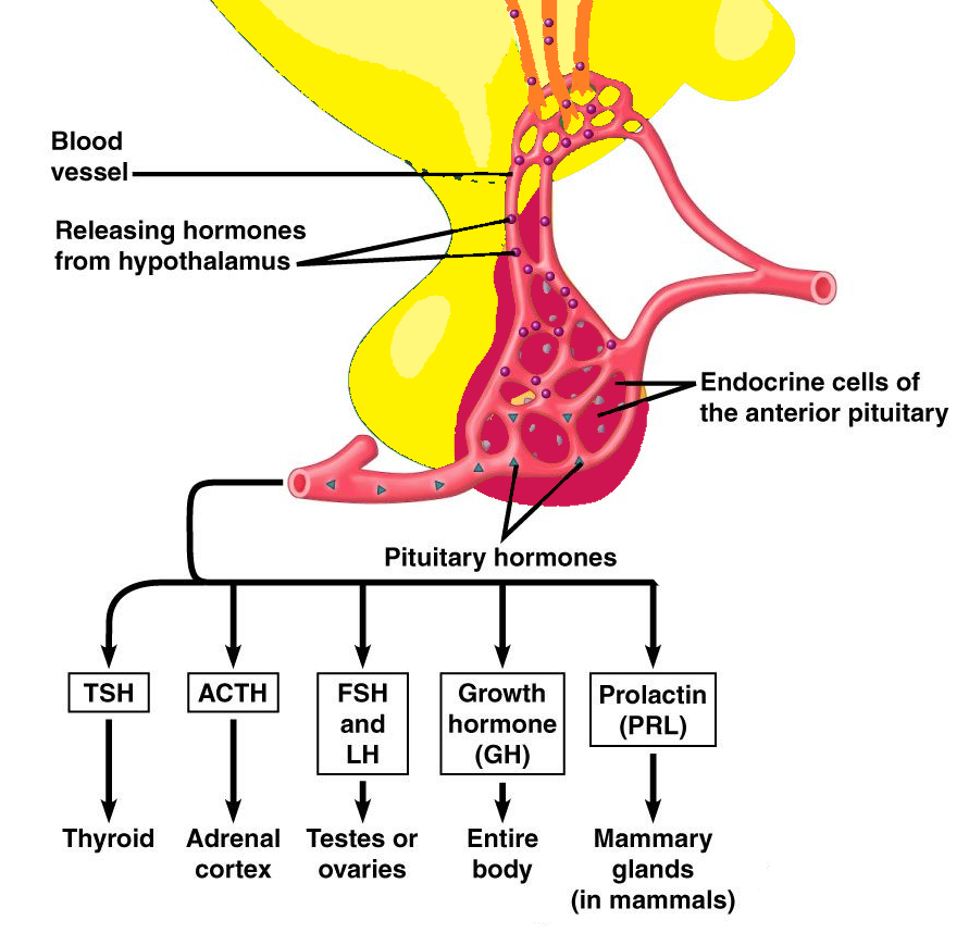 pituitary gland lobes