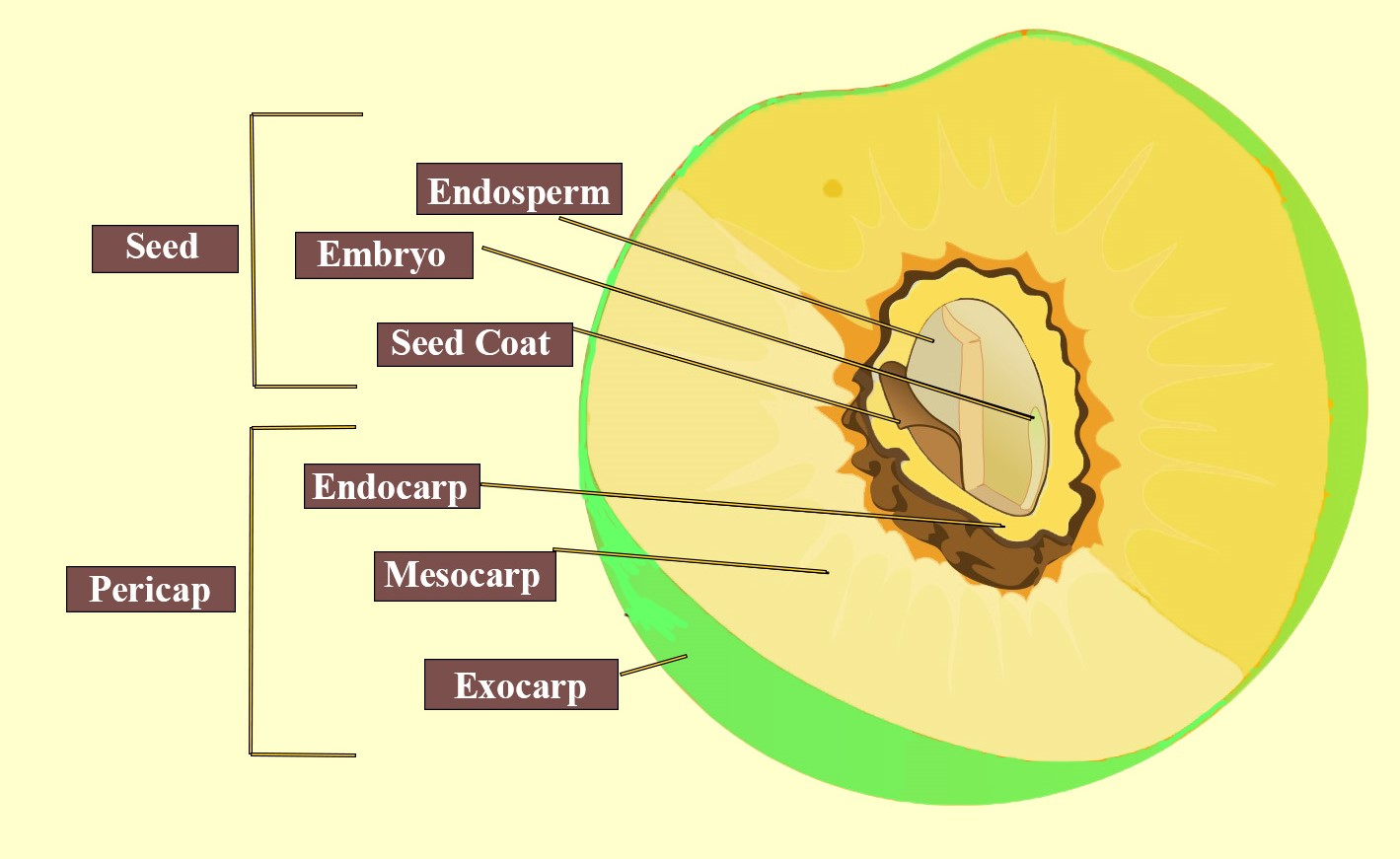 The Fruit Of Coconut Is Adrupebhesperidiumccomposite Fruitsdberry