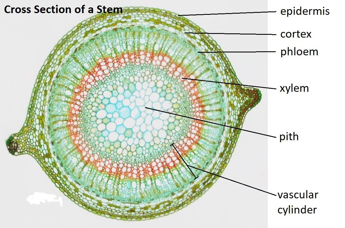 Parenchyma Cells In Plants Parenchyma Cells In Plants