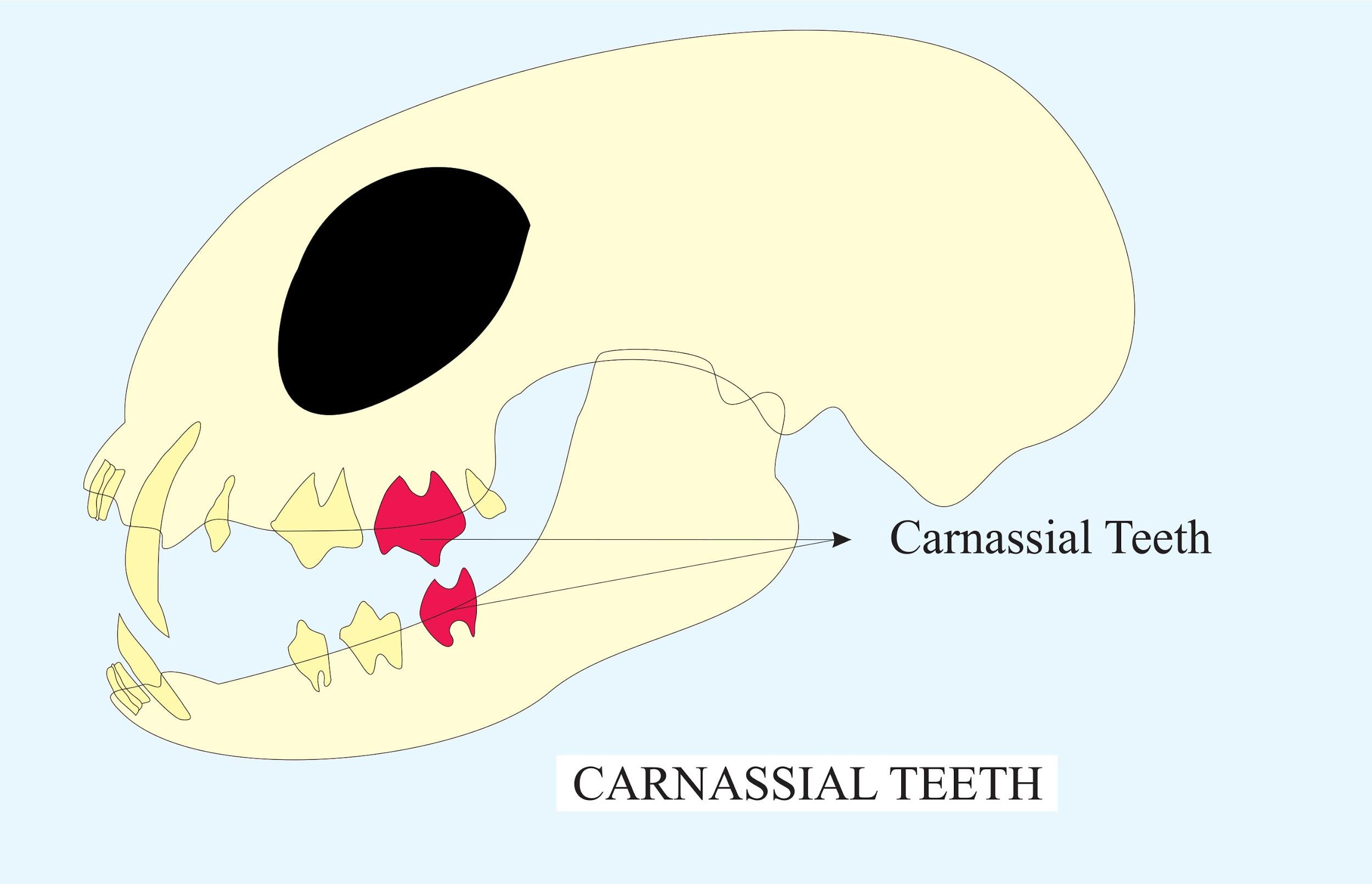 Carnassial teeth are modified forA)CrushingB)GrindingC)TearingD)Cutting