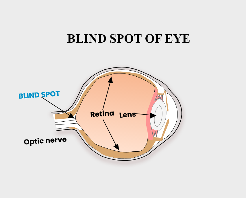 No image formation occurs on the blind-spot of the retina because