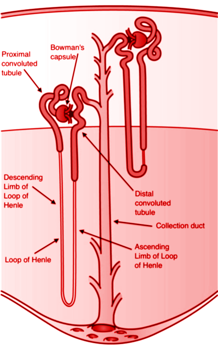 renal-filtration-process