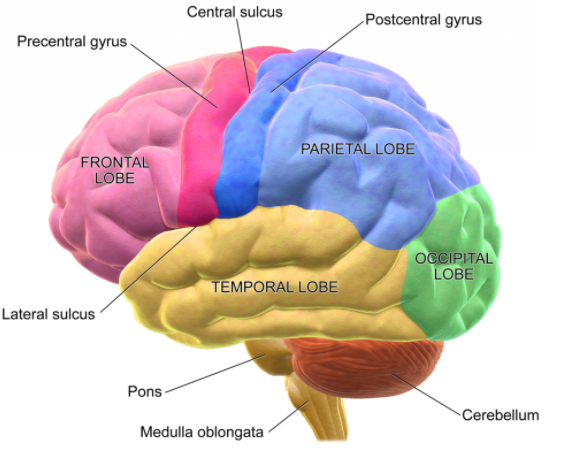 Draw a neat diagram of the human brain and label any class ...